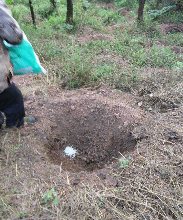 石城山工区施底肥，苗木建剪及栽植2.png
