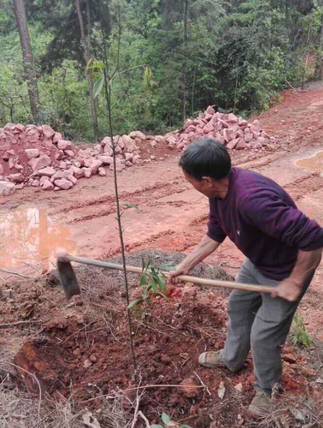 石城山工区施底肥，苗木建剪及栽植4.png