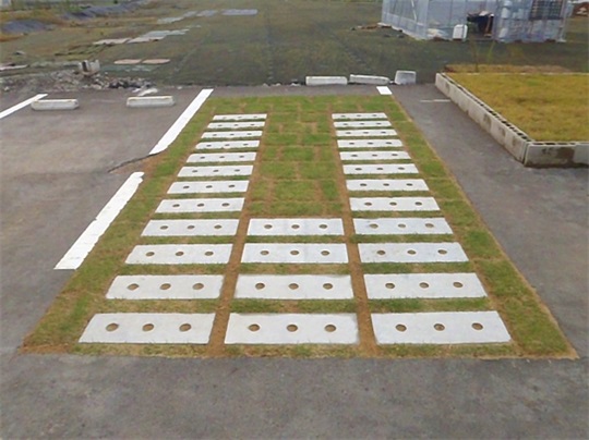 011 施工后草坪成长情况事俘（铺设实现3周后）.jpg